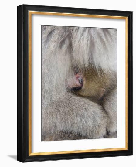 Snow Monkey Baby Peeking out from Mother's Arms, Jigokudani, Japan-Ellen Anon-Framed Photographic Print