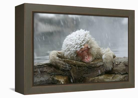 Snow Monkey in Snow Storm-null-Framed Premier Image Canvas