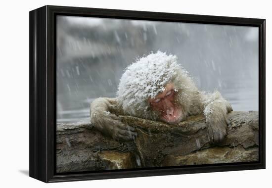 Snow Monkey in Snow Storm-null-Framed Premier Image Canvas