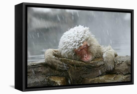 Snow Monkey in Snow Storm-null-Framed Premier Image Canvas