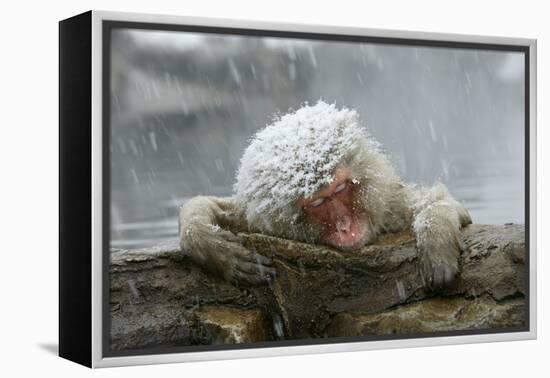 Snow Monkey in Snow Storm-null-Framed Premier Image Canvas