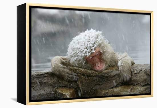 Snow Monkey in Snow Storm-null-Framed Premier Image Canvas