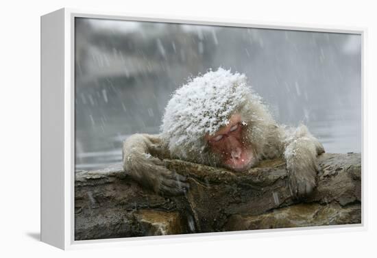 Snow Monkey in Snow Storm-null-Framed Premier Image Canvas