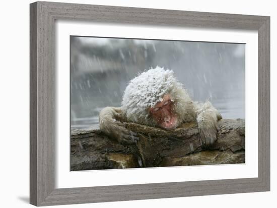 Snow Monkey in Snow Storm-null-Framed Photographic Print