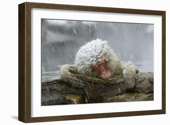 Snow Monkey in Snow Storm-null-Framed Photographic Print