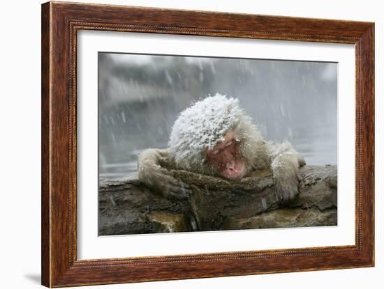 Snow Monkey in Snow Storm-null-Framed Photographic Print