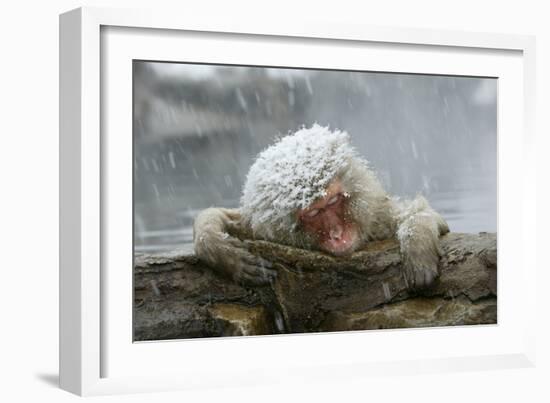 Snow Monkey in Snow Storm-null-Framed Photographic Print