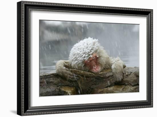 Snow Monkey in Snow Storm-null-Framed Photographic Print