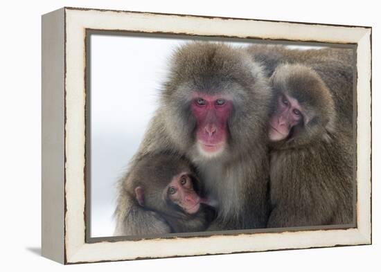 Snow Monkey (Macaca Fuscata) Group with Baby Cuddling Together in the Cold, Kingussie-Ann & Steve Toon-Framed Premier Image Canvas