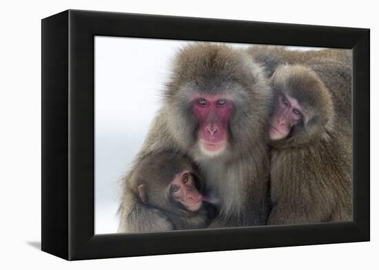 Snow Monkey (Macaca Fuscata) Group with Baby Cuddling Together in the Cold, Kingussie-Ann & Steve Toon-Framed Premier Image Canvas
