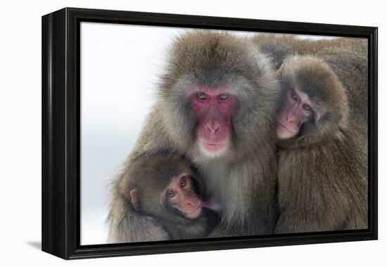 Snow Monkey (Macaca Fuscata) Group with Baby Cuddling Together in the Cold, Kingussie-Ann & Steve Toon-Framed Premier Image Canvas