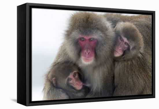 Snow Monkey (Macaca Fuscata) Group with Baby Cuddling Together in the Cold, Kingussie-Ann & Steve Toon-Framed Premier Image Canvas