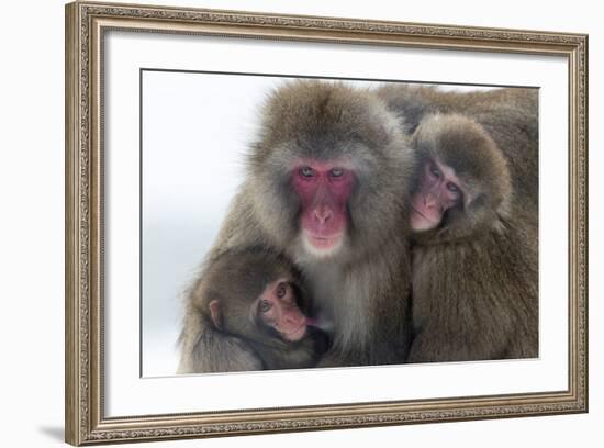 Snow Monkey (Macaca Fuscata) Group with Baby Cuddling Together in the Cold, Kingussie-Ann & Steve Toon-Framed Photographic Print