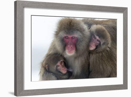 Snow Monkey (Macaca Fuscata) Group with Baby Cuddling Together in the Cold, Kingussie-Ann & Steve Toon-Framed Photographic Print