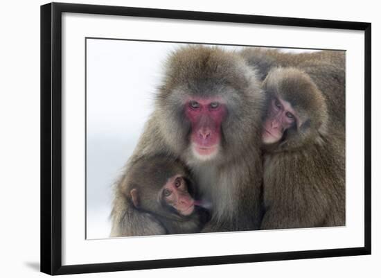 Snow Monkey (Macaca Fuscata) Group with Baby Cuddling Together in the Cold, Kingussie-Ann & Steve Toon-Framed Photographic Print