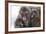 Snow Monkey (Macaca Fuscata) Group with Baby Cuddling Together in the Cold, Kingussie-Ann & Steve Toon-Framed Photographic Print