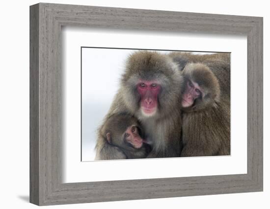 Snow Monkey (Macaca Fuscata) Group with Baby Cuddling Together in the Cold, Kingussie-Ann & Steve Toon-Framed Photographic Print