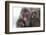 Snow Monkey (Macaca Fuscata) Group with Baby Cuddling Together in the Cold, Kingussie-Ann & Steve Toon-Framed Photographic Print