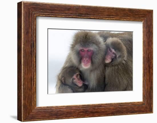 Snow Monkey (Macaca Fuscata) Group with Baby Cuddling Together in the Cold, Kingussie-Ann & Steve Toon-Framed Photographic Print