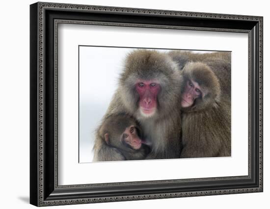 Snow Monkey (Macaca Fuscata) Group with Baby Cuddling Together in the Cold, Kingussie-Ann & Steve Toon-Framed Photographic Print