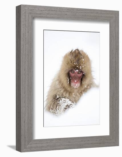 Snow Monkey (Macaca Fuscata) in Snow, Nagano, Japan, February-Danny Green-Framed Photographic Print