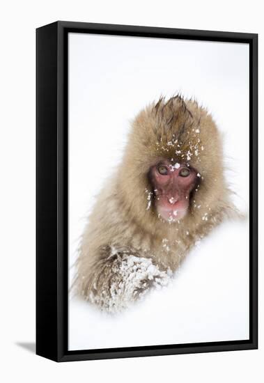 Snow Monkey (Macaca Fuscata) in Snow, Nagano, Japan, February-Danny Green-Framed Premier Image Canvas