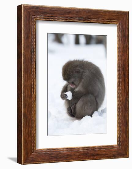 Snow Monkey (Macaca Fuscata), Kingussie-Ann & Steve Toon-Framed Photographic Print