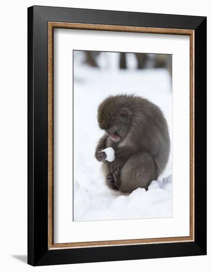 Snow Monkey (Macaca Fuscata), Kingussie-Ann & Steve Toon-Framed Photographic Print