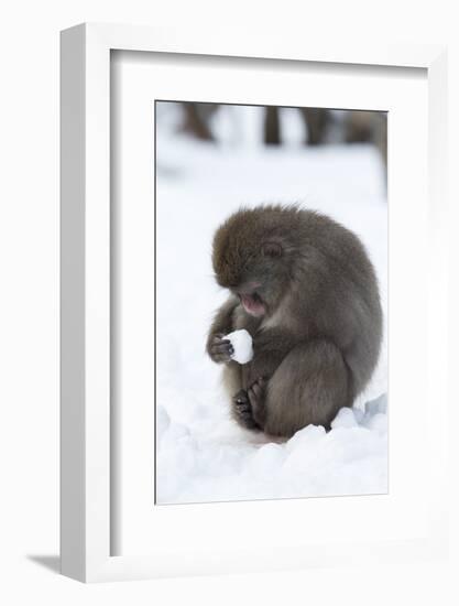 Snow Monkey (Macaca Fuscata), Kingussie-Ann & Steve Toon-Framed Photographic Print