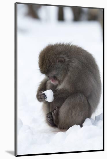 Snow Monkey (Macaca Fuscata), Kingussie-Ann & Steve Toon-Mounted Photographic Print