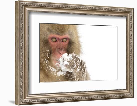 Snow Monkey (Macaca Fuscata) with Snow Covered Paw in Front of Mouth, Nagano, Japan, February-Danny Green-Framed Photographic Print