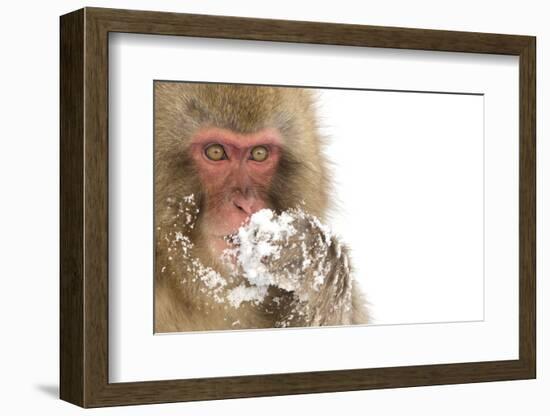 Snow Monkey (Macaca Fuscata) with Snow Covered Paw in Front of Mouth, Nagano, Japan, February-Danny Green-Framed Photographic Print