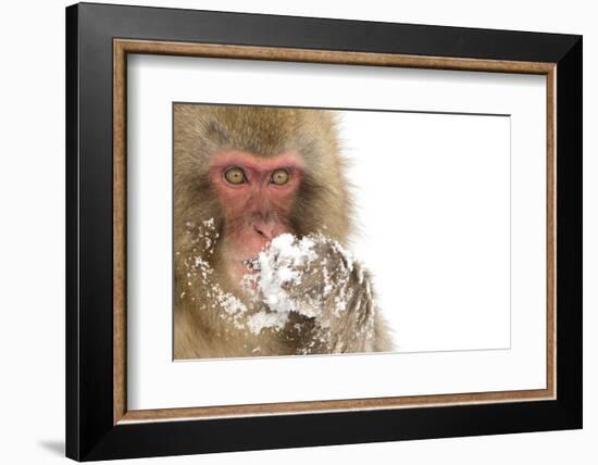 Snow Monkey (Macaca Fuscata) with Snow Covered Paw in Front of Mouth, Nagano, Japan, February-Danny Green-Framed Photographic Print