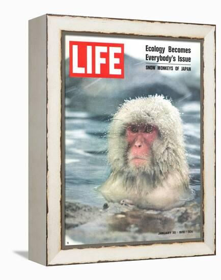 Snow Monkey of Japan in Water, January 30, 1970-Co Rentmeester-Framed Premier Image Canvas