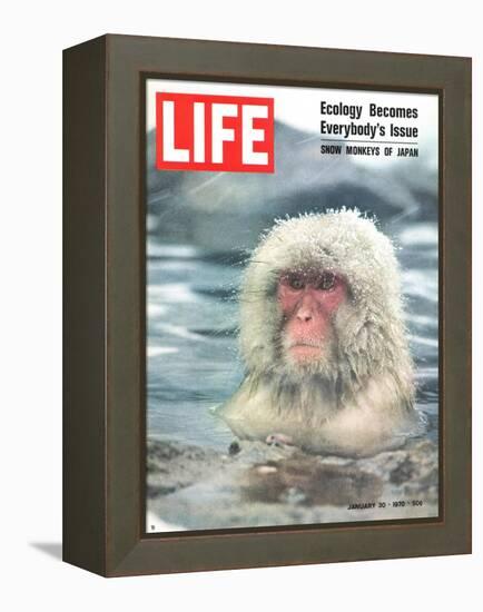 Snow Monkey of Japan in Water, January 30, 1970-Co Rentmeester-Framed Premier Image Canvas