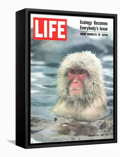 Snow Monkey of Japan in Water, January 30, 1970-Co Rentmeester-Framed Premier Image Canvas