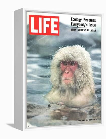 Snow Monkey of Japan in Water, January 30, 1970-Co Rentmeester-Framed Premier Image Canvas