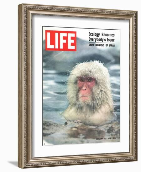 Snow Monkey of Japan in Water, January 30, 1970-Co Rentmeester-Framed Photographic Print