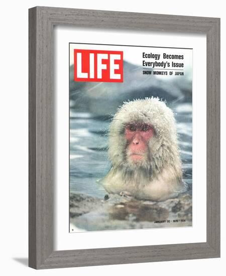 Snow Monkey of Japan in Water, January 30, 1970-Co Rentmeester-Framed Photographic Print