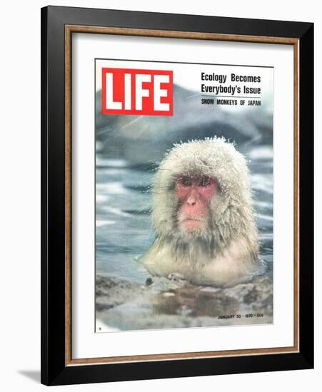 Snow Monkey of Japan in Water, January 30, 1970-Co Rentmeester-Framed Photographic Print