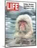 Snow Monkey of Japan in Water, January 30, 1970-Co Rentmeester-Mounted Photographic Print