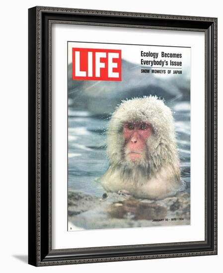 Snow Monkey of Japan in Water, January 30, 1970-Co Rentmeester-Framed Photographic Print