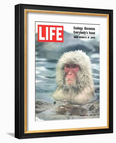 Snow Monkey of Japan in Water, January 30, 1970-Co Rentmeester-Framed Photographic Print