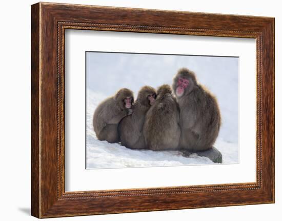 Snow Monkeys (Macaca Fuscata) Huddling Together for Warmth, Kingussie-Ann & Steve Toon-Framed Photographic Print