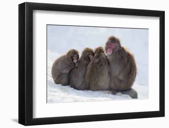 Snow Monkeys (Macaca Fuscata) Huddling Together for Warmth, Kingussie-Ann & Steve Toon-Framed Photographic Print