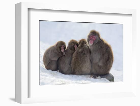 Snow Monkeys (Macaca Fuscata) Huddling Together for Warmth, Kingussie-Ann & Steve Toon-Framed Photographic Print