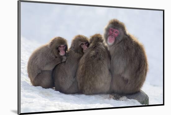 Snow Monkeys (Macaca Fuscata) Huddling Together for Warmth, Kingussie-Ann & Steve Toon-Mounted Photographic Print