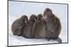 Snow Monkeys (Macaca Fuscata) Huddling Together for Warmth, Kingussie-Ann & Steve Toon-Mounted Photographic Print