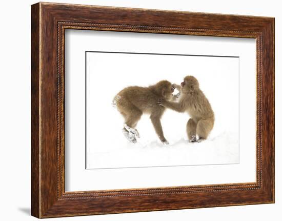 Snow Monkeys (Macaca Fuscata) Young Fighting in Snow, Nagano, Japan, February-Danny Green-Framed Photographic Print