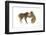 Snow Monkeys (Macaca Fuscata) Young Fighting in Snow, Nagano, Japan, February-Danny Green-Framed Photographic Print